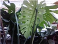 monstera